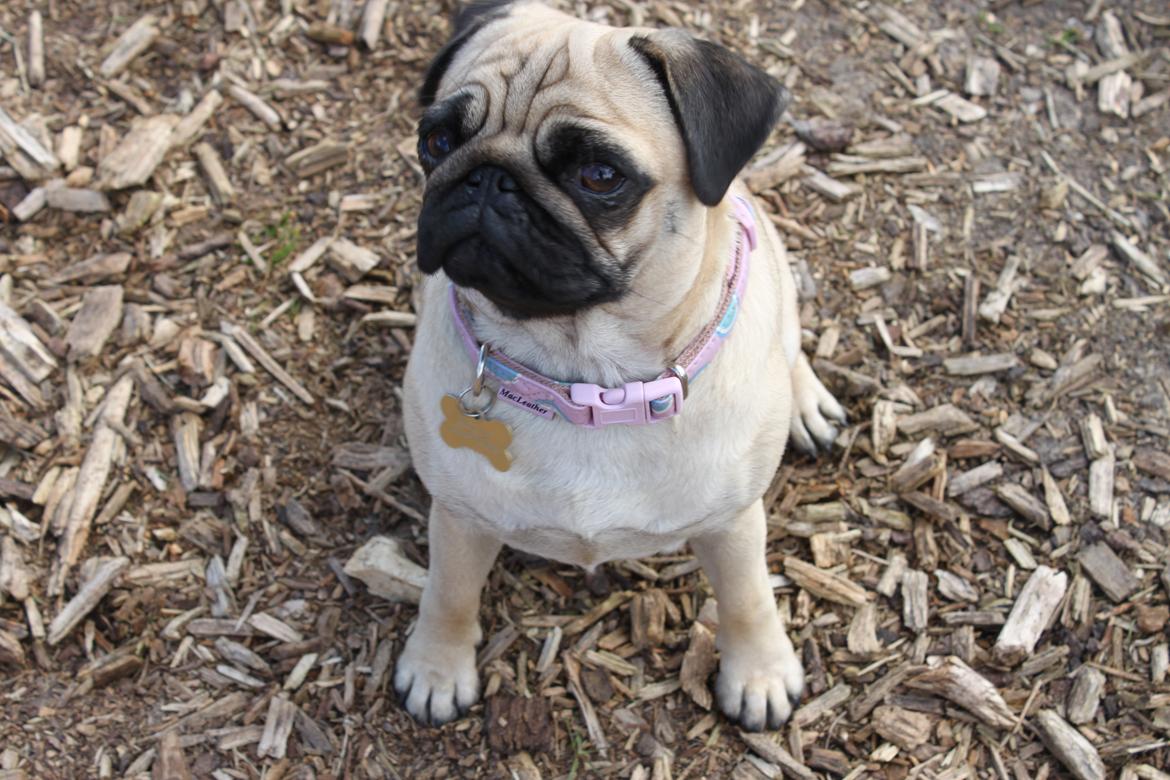 Mops Molly billede 8