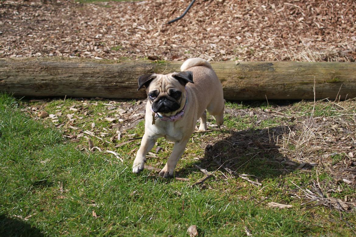 Mops Molly - Hopla! (svært at fange et billede af) billede 9