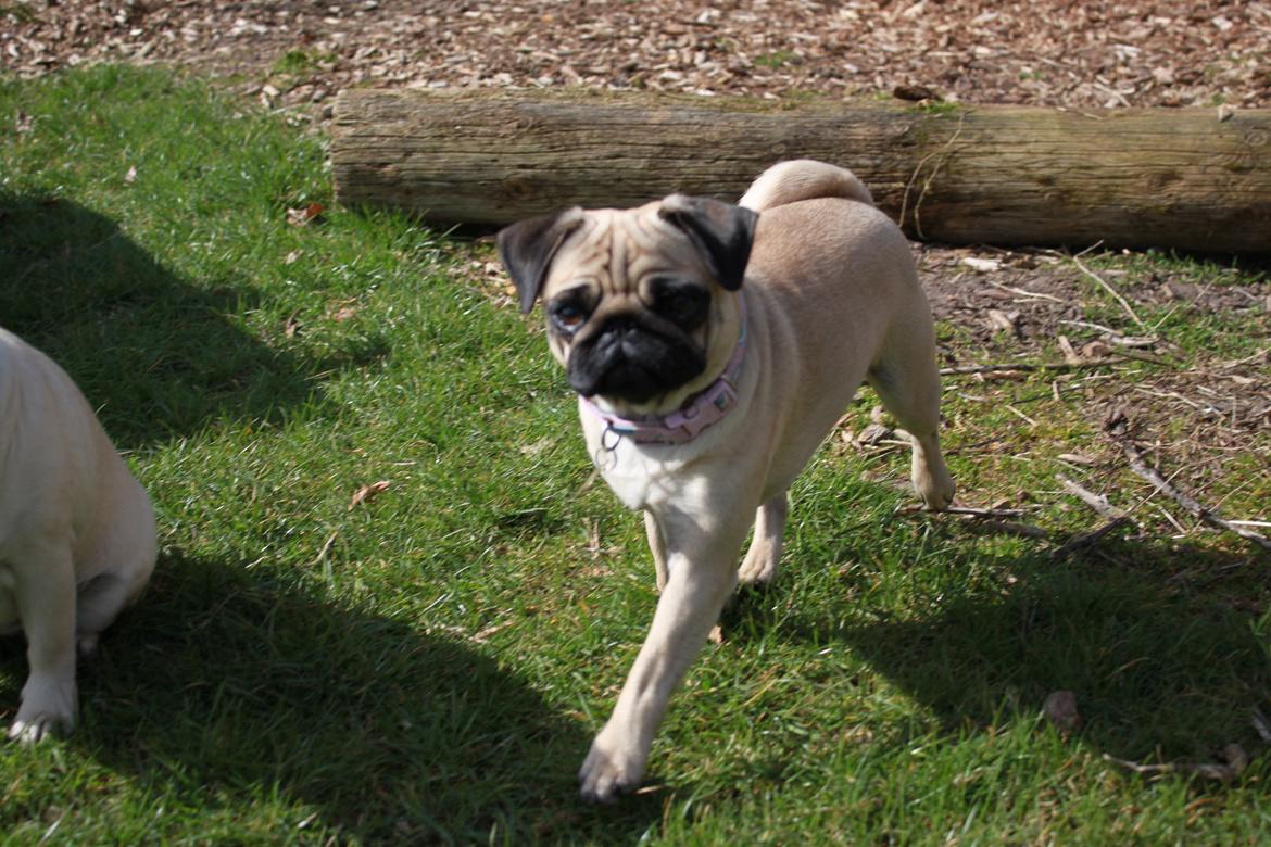 Mops Molly billede 10