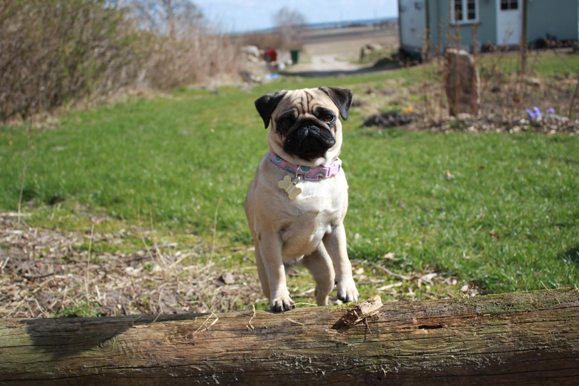 Mops Molly - I am the king of the world!!!! :D billede 11