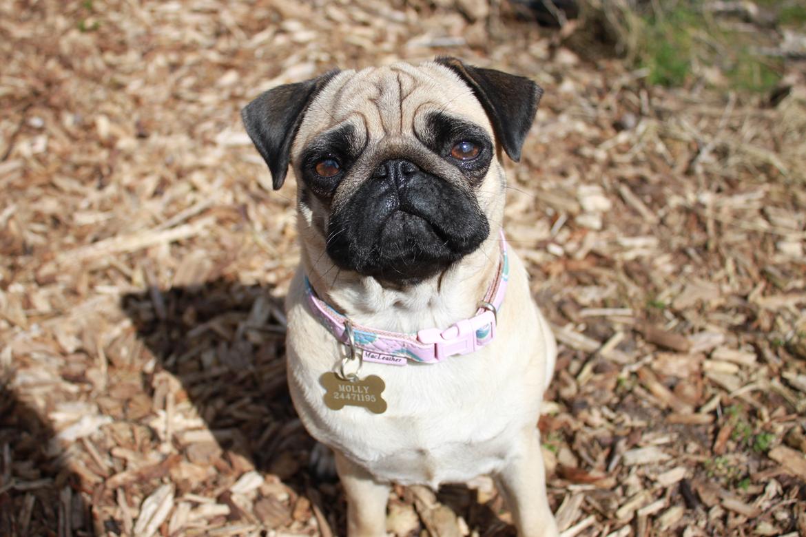 Mops Molly - Vuf! :D billede 12