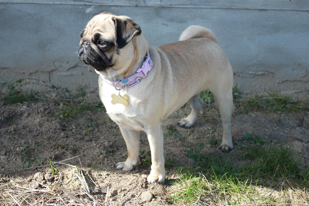 Mops Molly - Profil. billede 13