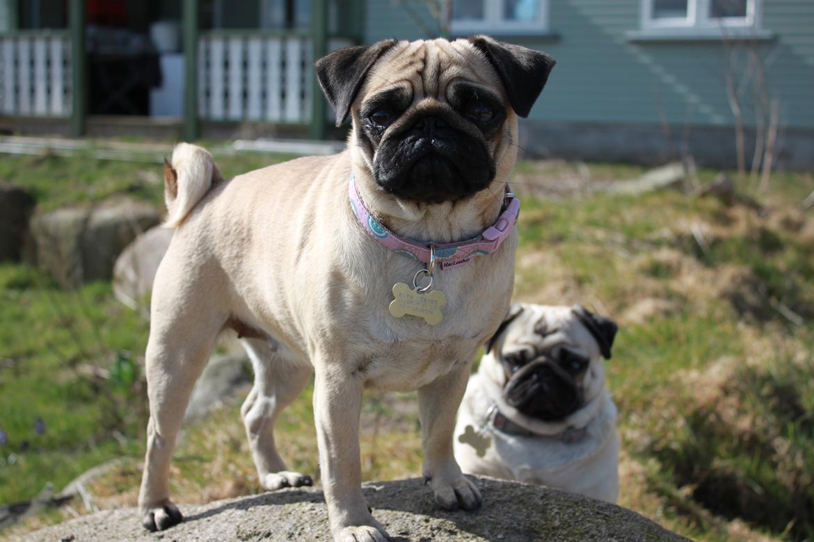 Mops Molly billede 14