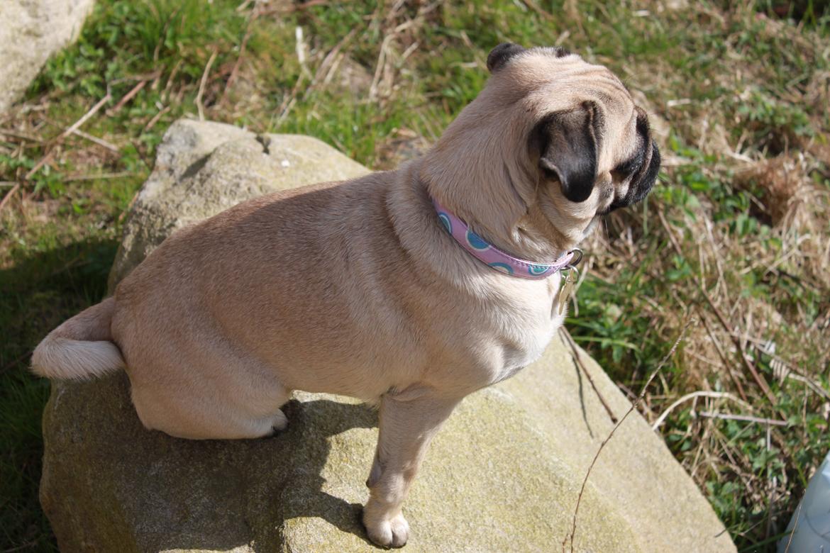 Mops Molly billede 15