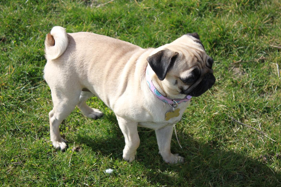 Mops Molly - Mollyyyyyyyyyyyyyyyyyy!!! billede 16