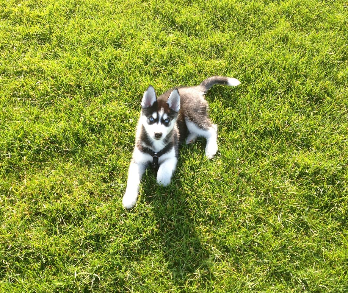 Siberian husky Dansa - han er bare så lækker ;) billede 7