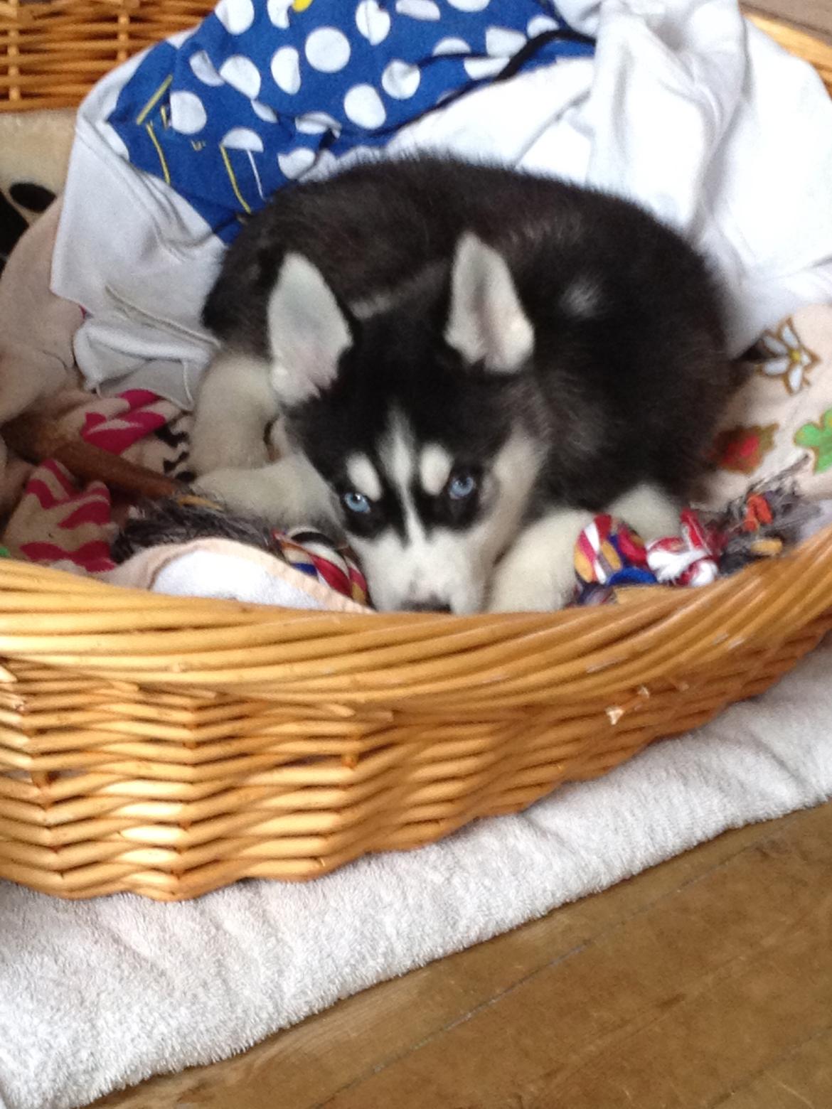 Siberian husky Dansa - det er min første egen kurv billede 14