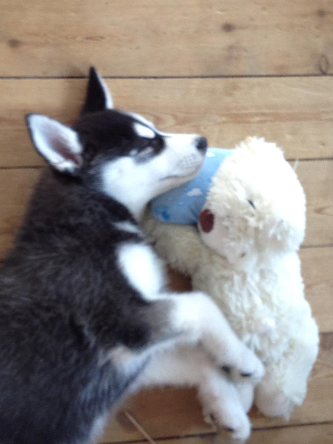 Siberian husky Dansa - min lege kamarat  billede 15