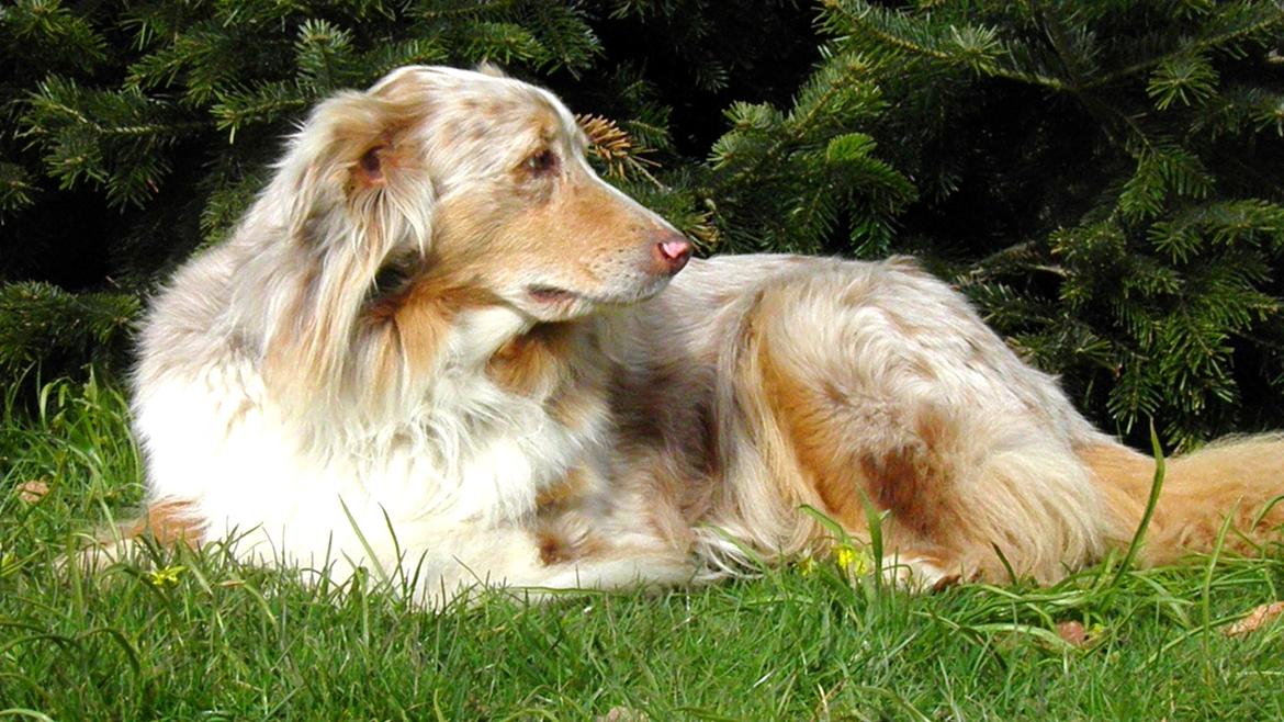 Australian shepherd Gry billede 12