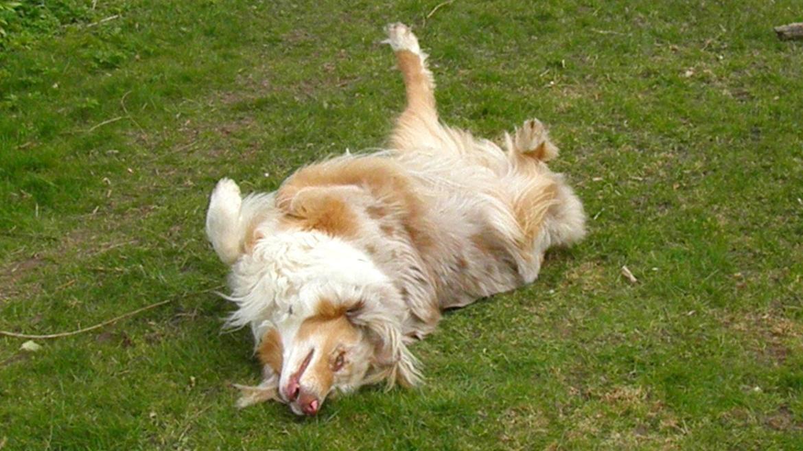 Australian shepherd Gry - Uuh det klør. billede 13