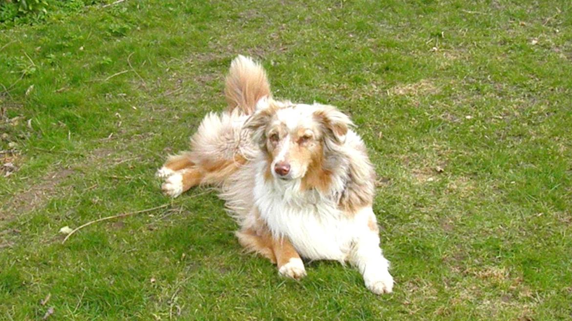 Australian shepherd Gry billede 14