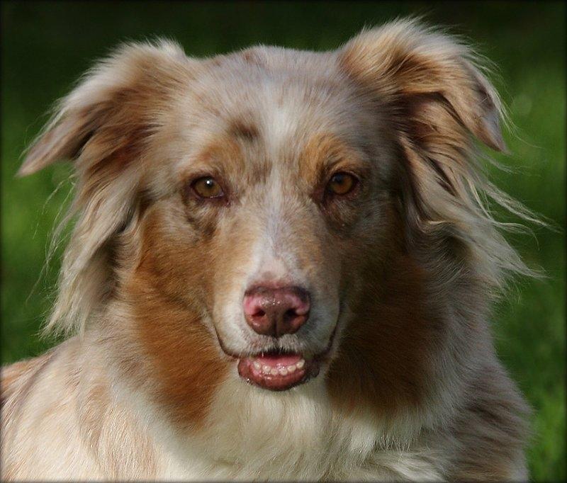 Australian shepherd Gry billede 10