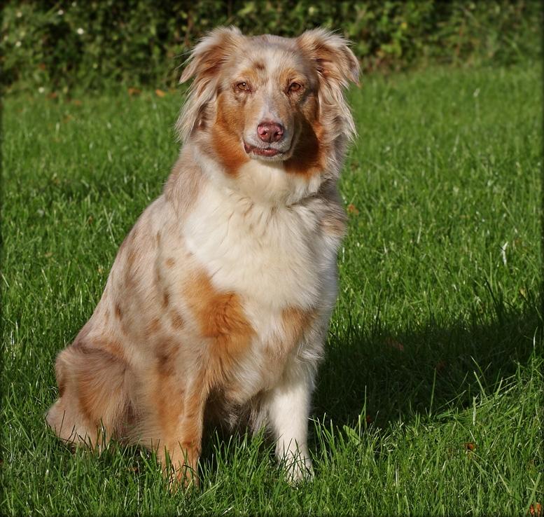 Australian shepherd Gry billede 11