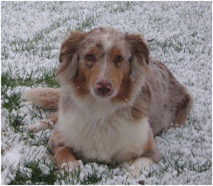 Australian shepherd Gry billede 15