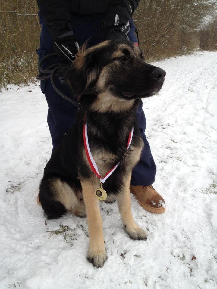 Blanding af racer Bastian - Bastian efter Hvalpeprøve, Januar 2012 :) billede 20