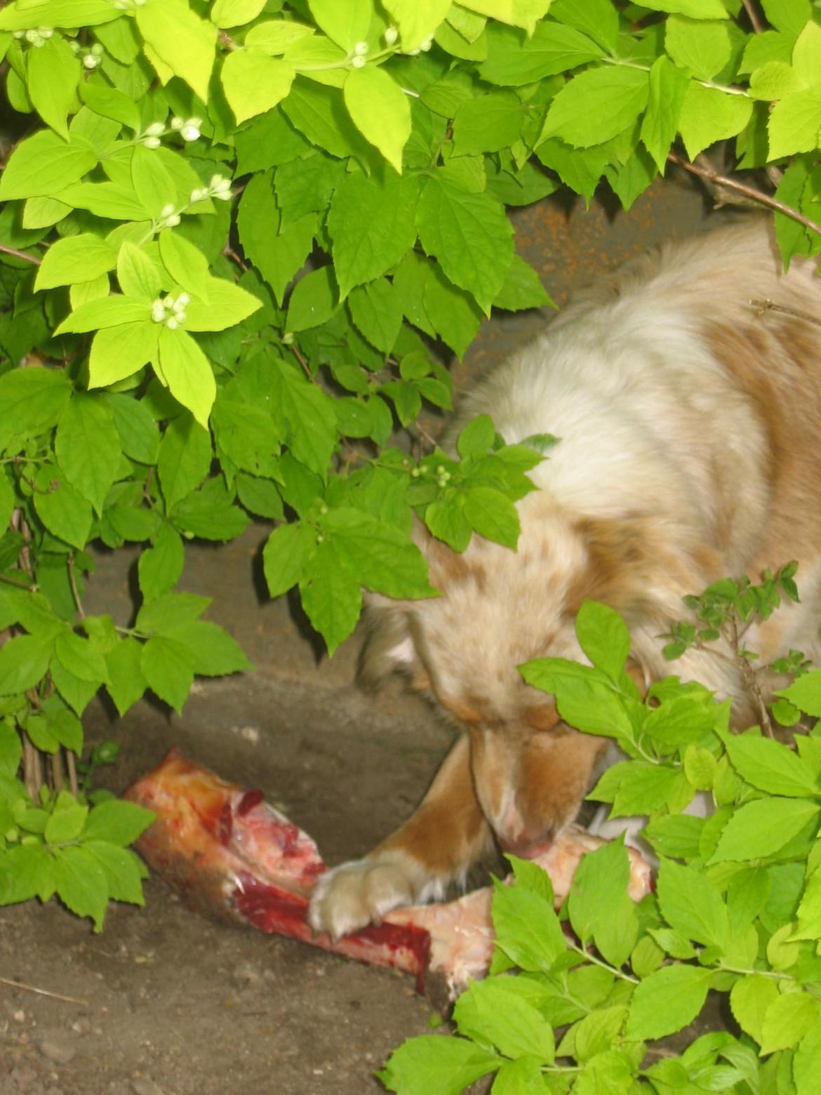 Australian shepherd Gry - Ummm dejligt kødben! billede 16