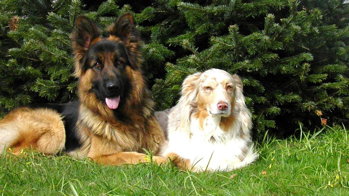 Australian shepherd Gry - Medoc og Gry:) billede 17