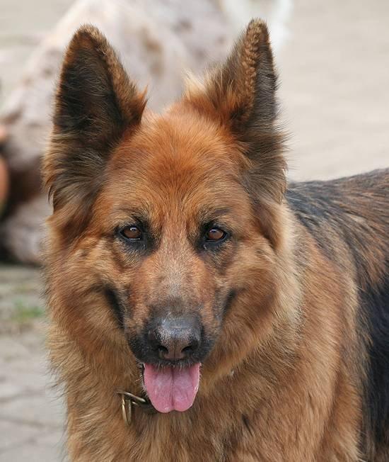 Schæferhund Luna R.I.P :'( billede 2