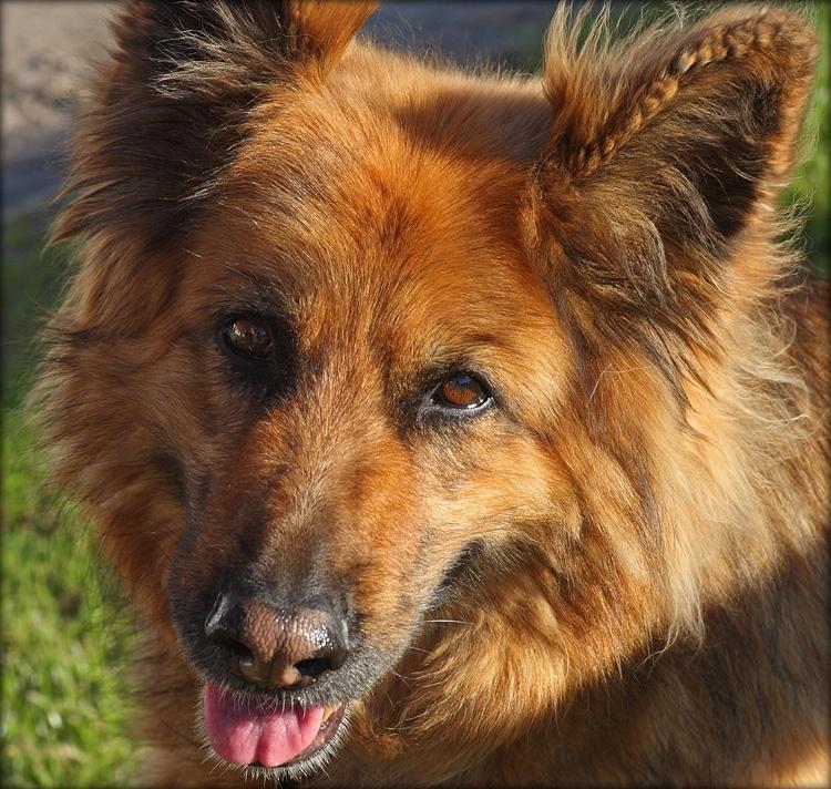 Schæferhund Luna R.I.P :'( - Velkommen til Lunas profil:)
Smid gerne en kommentar og en høj, så bedømmer vi også din(e) hund(e). billede 1