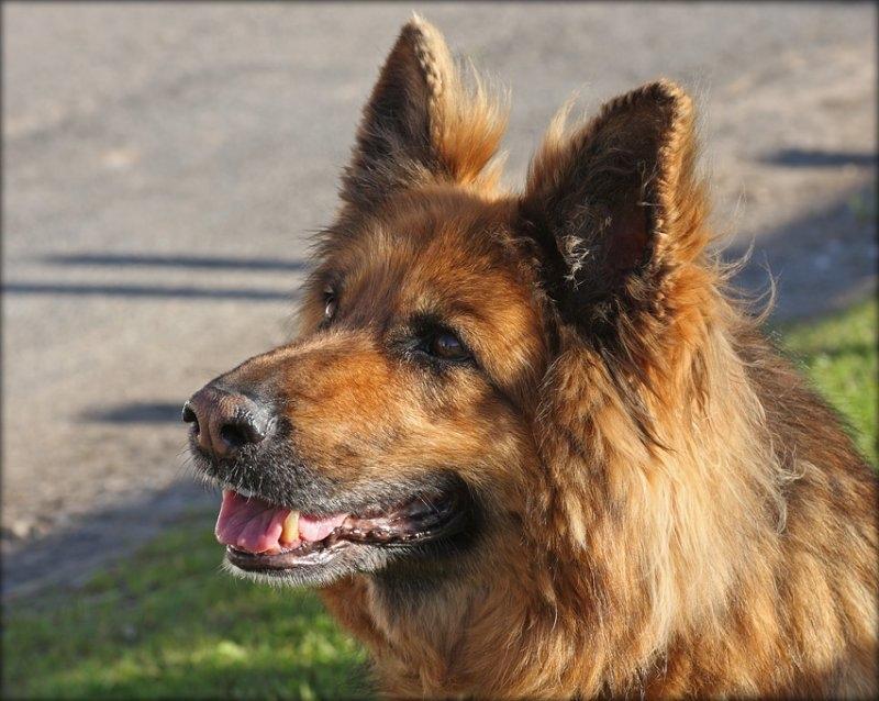 Schæferhund Luna R.I.P :'( billede 3