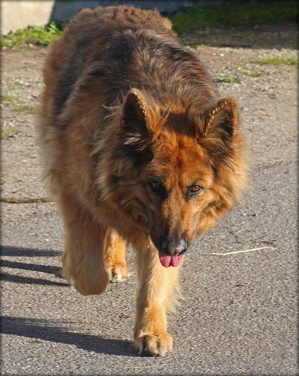Schæferhund Luna R.I.P :'( billede 4