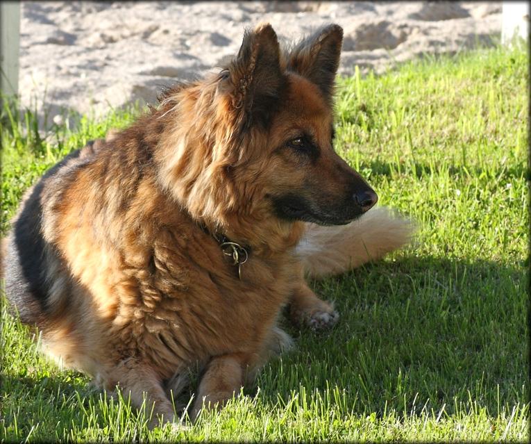 Schæferhund Luna R.I.P :'( - Jeg kan godt holde vagt mens jeg ligger ned! billede 5
