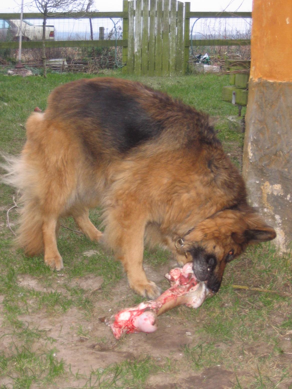 Schæferhund Luna R.I.P :'( - Læggert kødben! billede 6