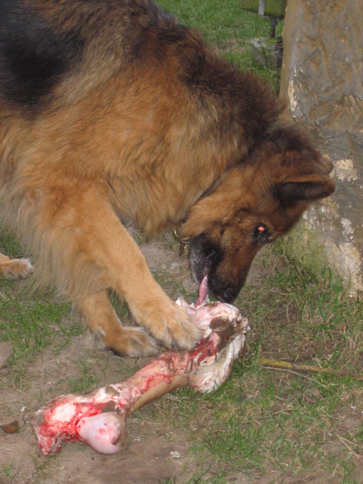 Schæferhund Luna R.I.P :'( billede 7