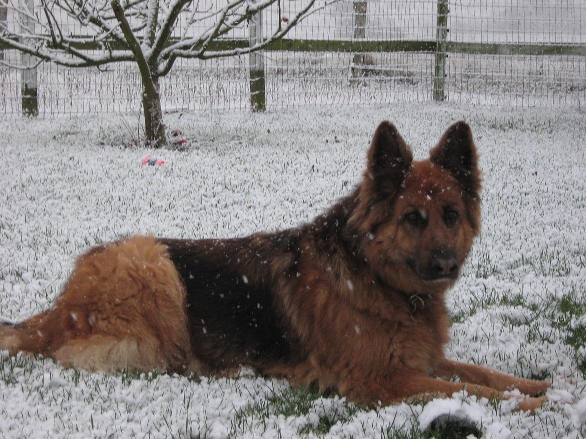 Schæferhund Luna R.I.P :'( - Snevejr! billede 8