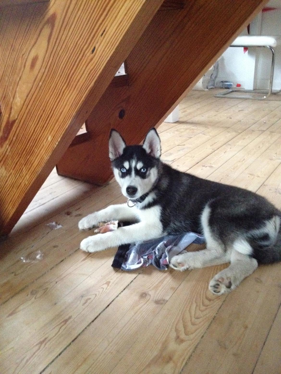 Siberian husky Dansa - hej ^^ billede 6