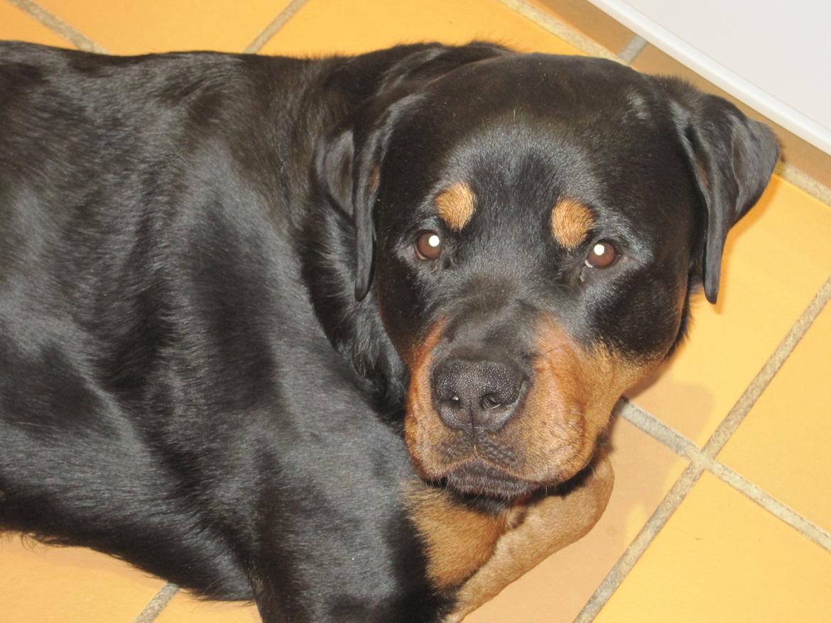 Rottweiler Boris billede 1