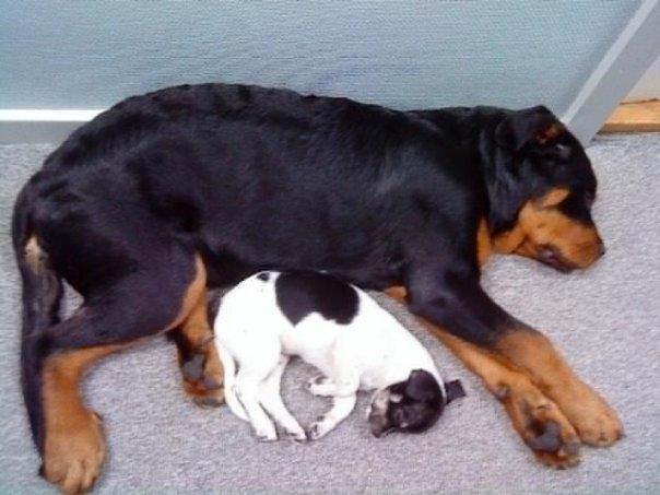 Rottweiler Boris billede 2