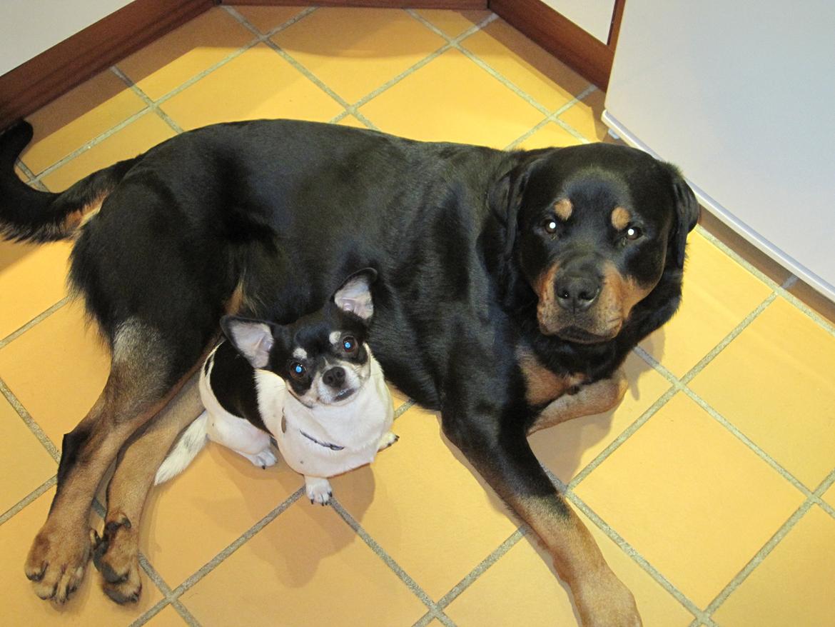 Rottweiler Boris billede 3