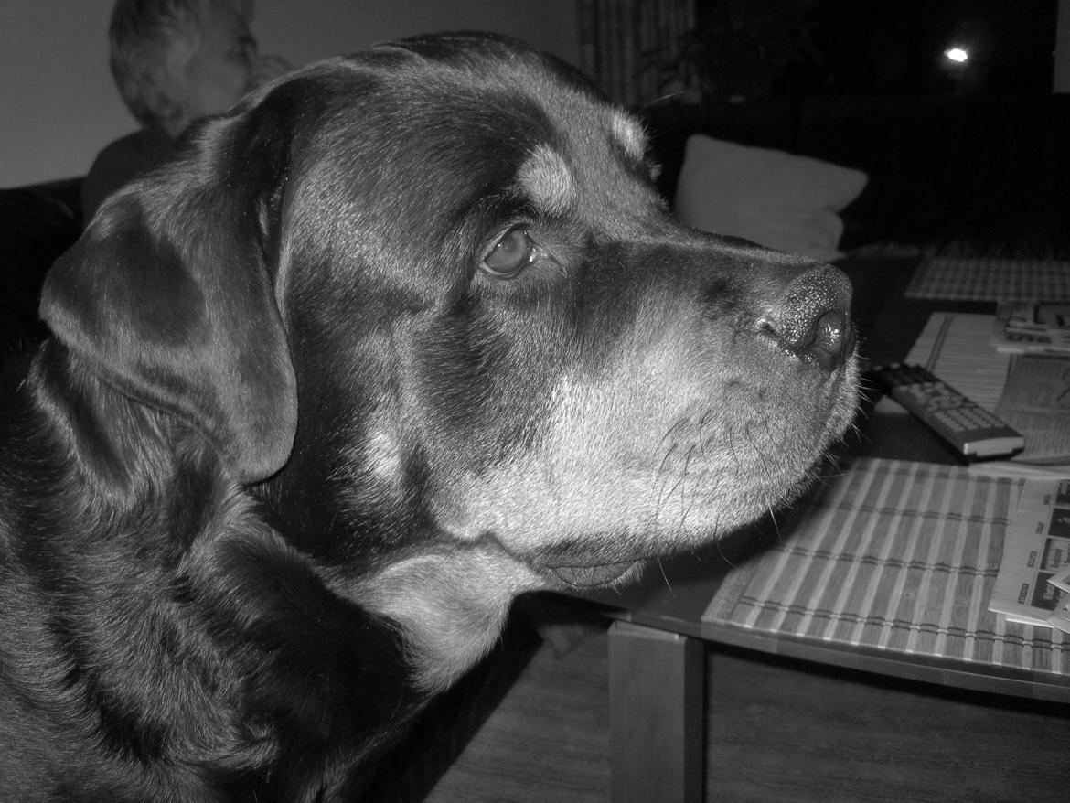 Rottweiler Boris billede 4