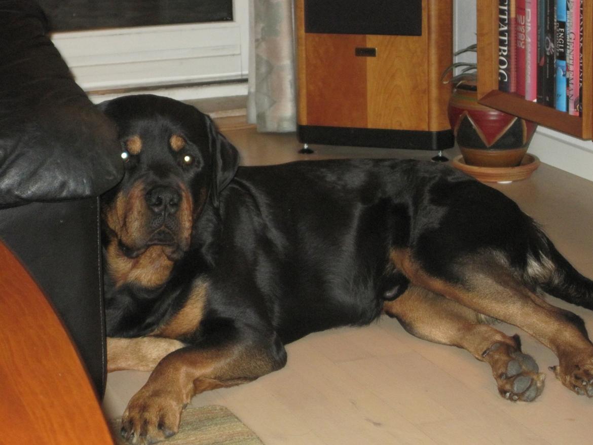 Rottweiler Boris billede 5