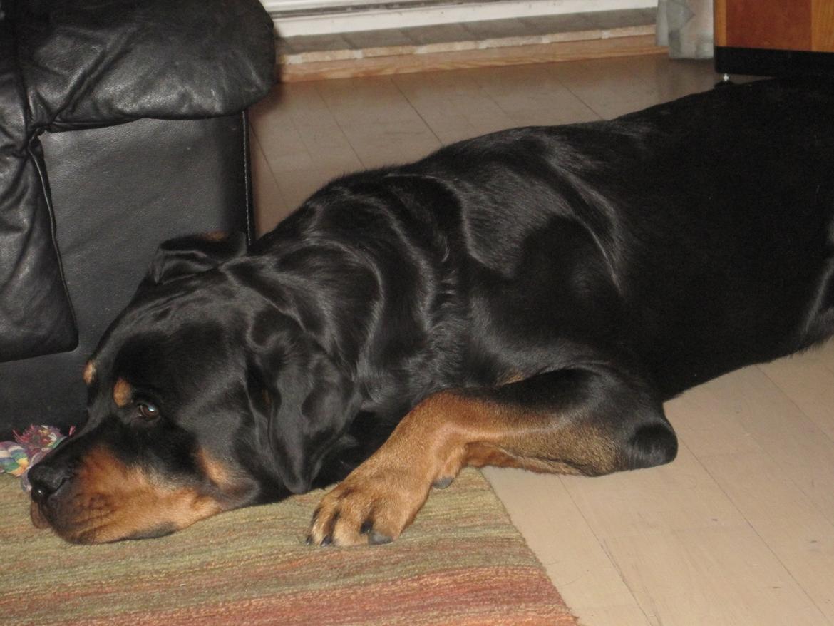 Rottweiler Boris billede 6