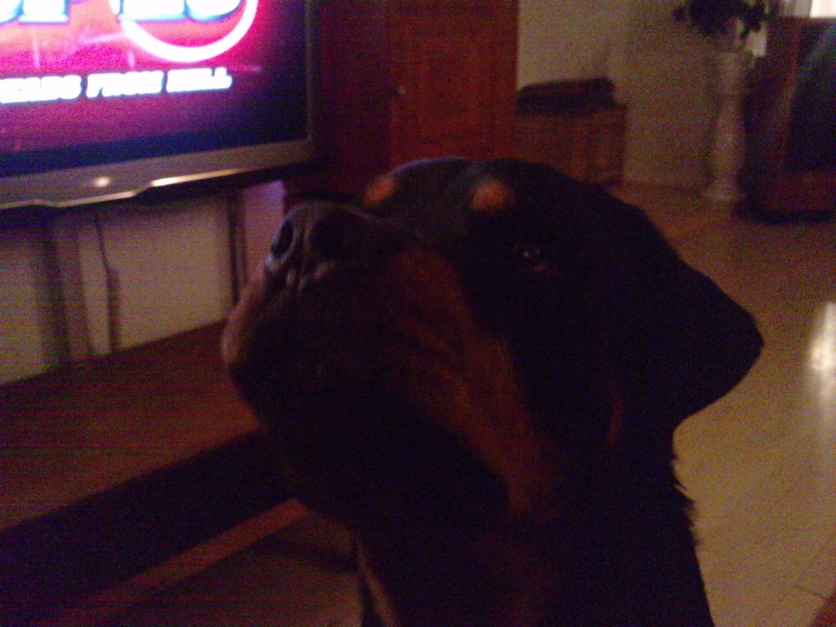 Rottweiler Boris billede 7