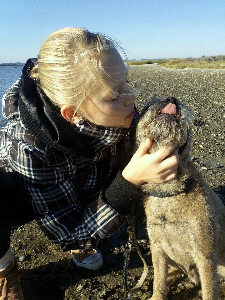 Border terrier Gizmo billede 5