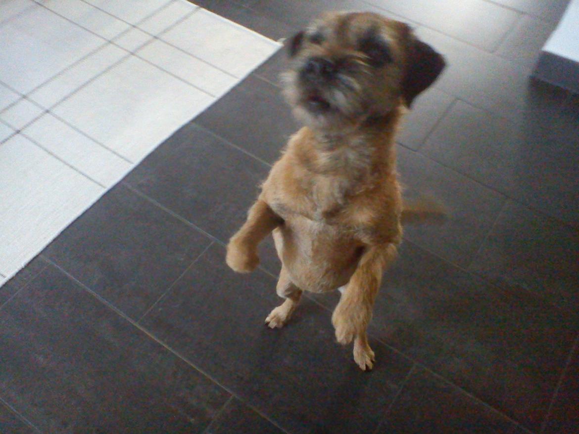 Border terrier Gizmo billede 8
