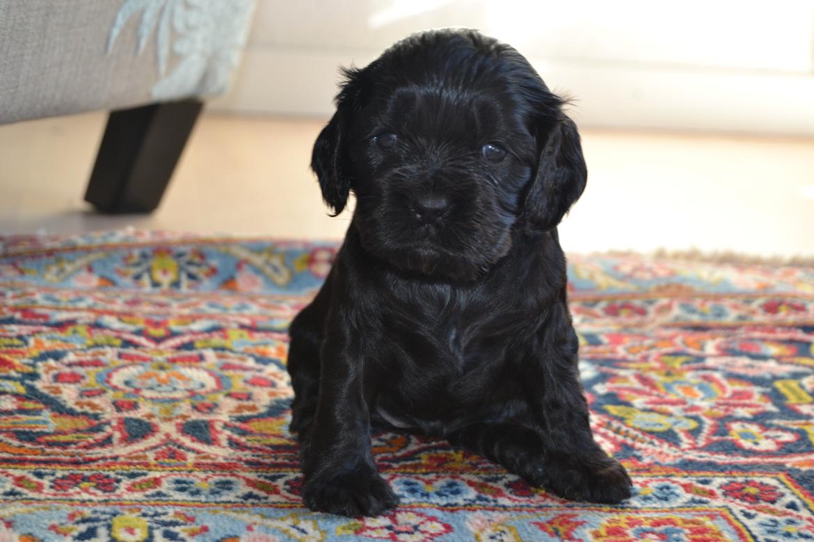 Blanding af racer Gucci (Bella-Luna) - Bella Luna billede 2