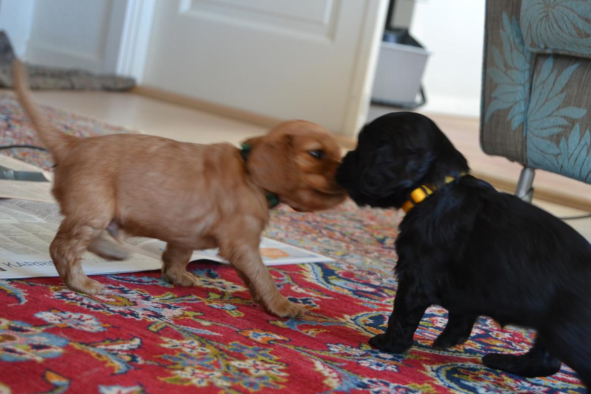 Blanding af racer Gucci (Bella-Luna) - Gucci leger!:D billede 3