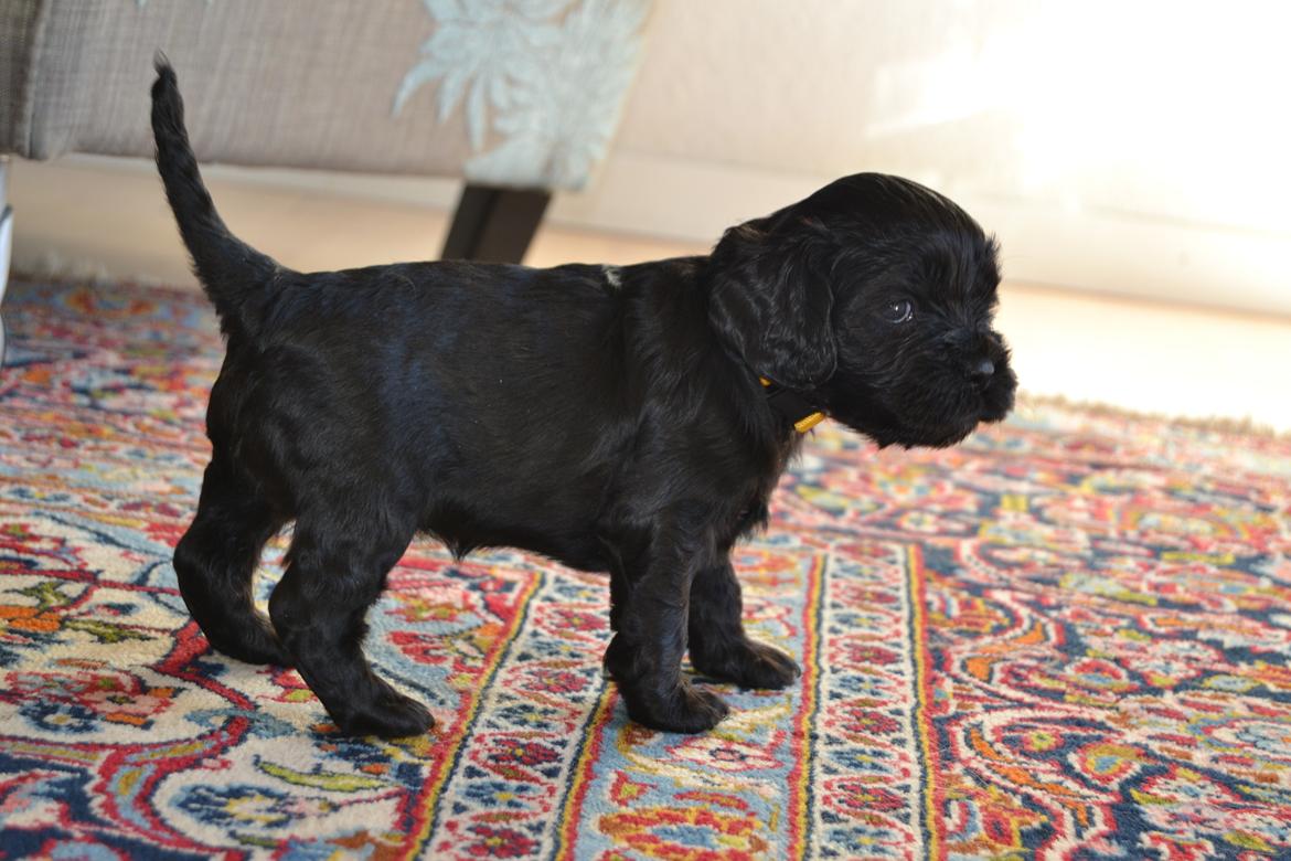 Blanding af racer Gucci (Bella-Luna) - lille model hund<3
 billede 4