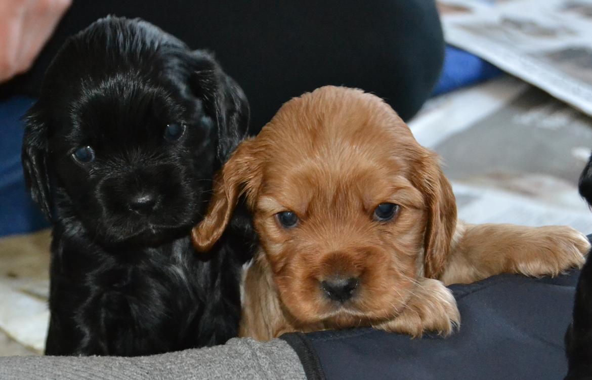 Blanding af racer Gucci (Bella-Luna) - søs 4-ever! billede 5