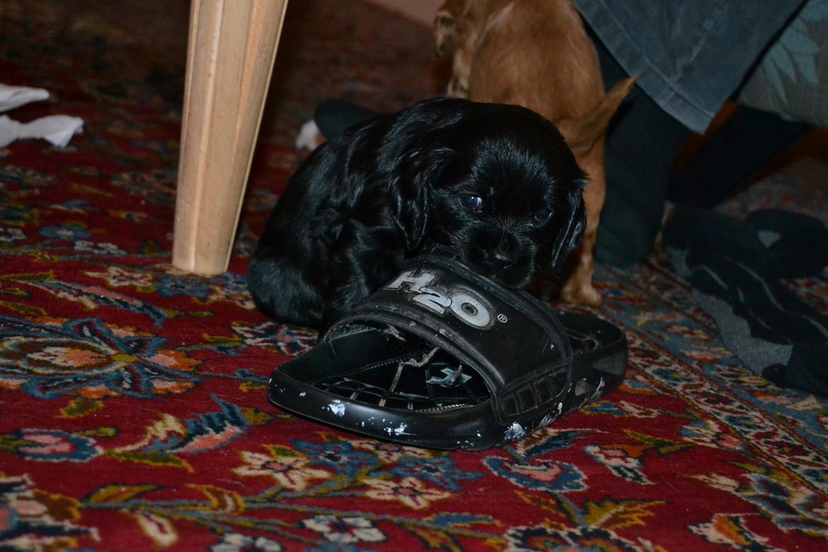 Blanding af racer Gucci (Bella-Luna) - "MIN SKO!" billede 6