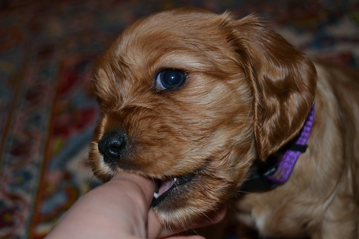 Blanding af racer Nuggi billede 1