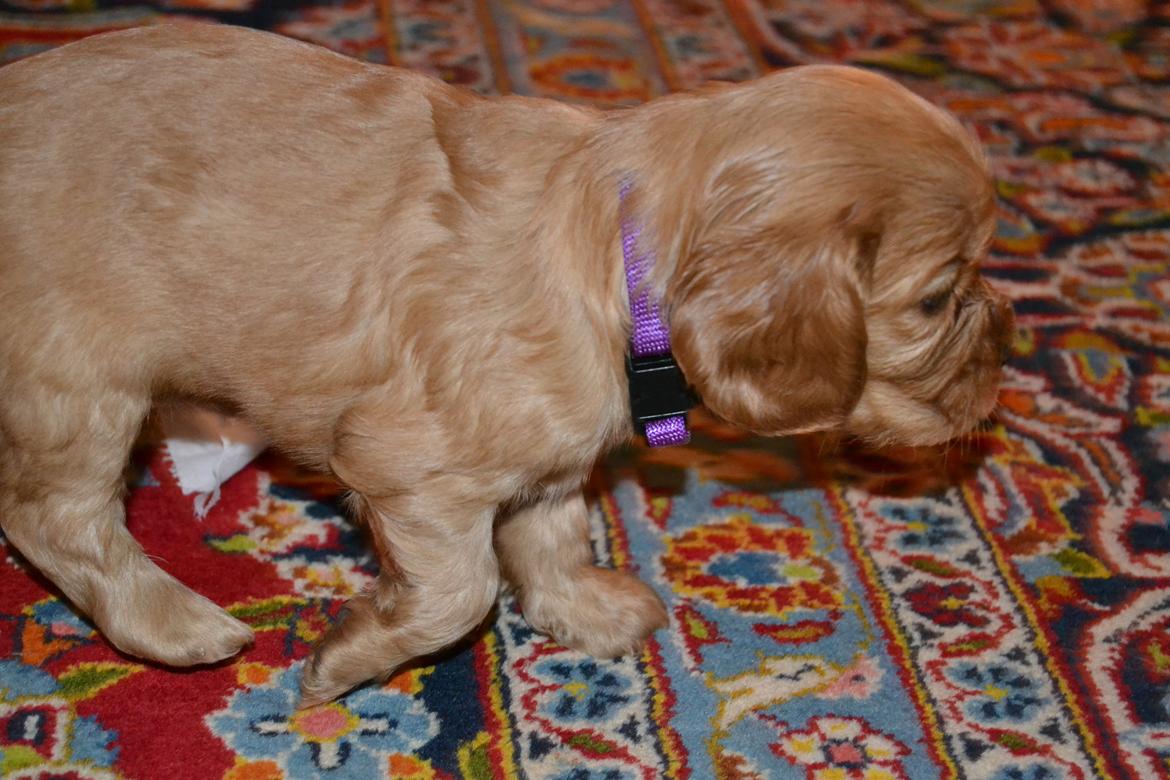 Blanding af racer Nuggi billede 2