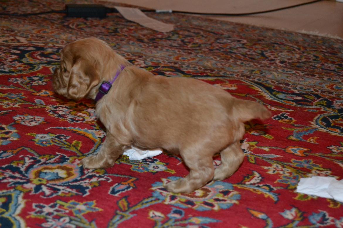 Blanding af racer Nuggi billede 3