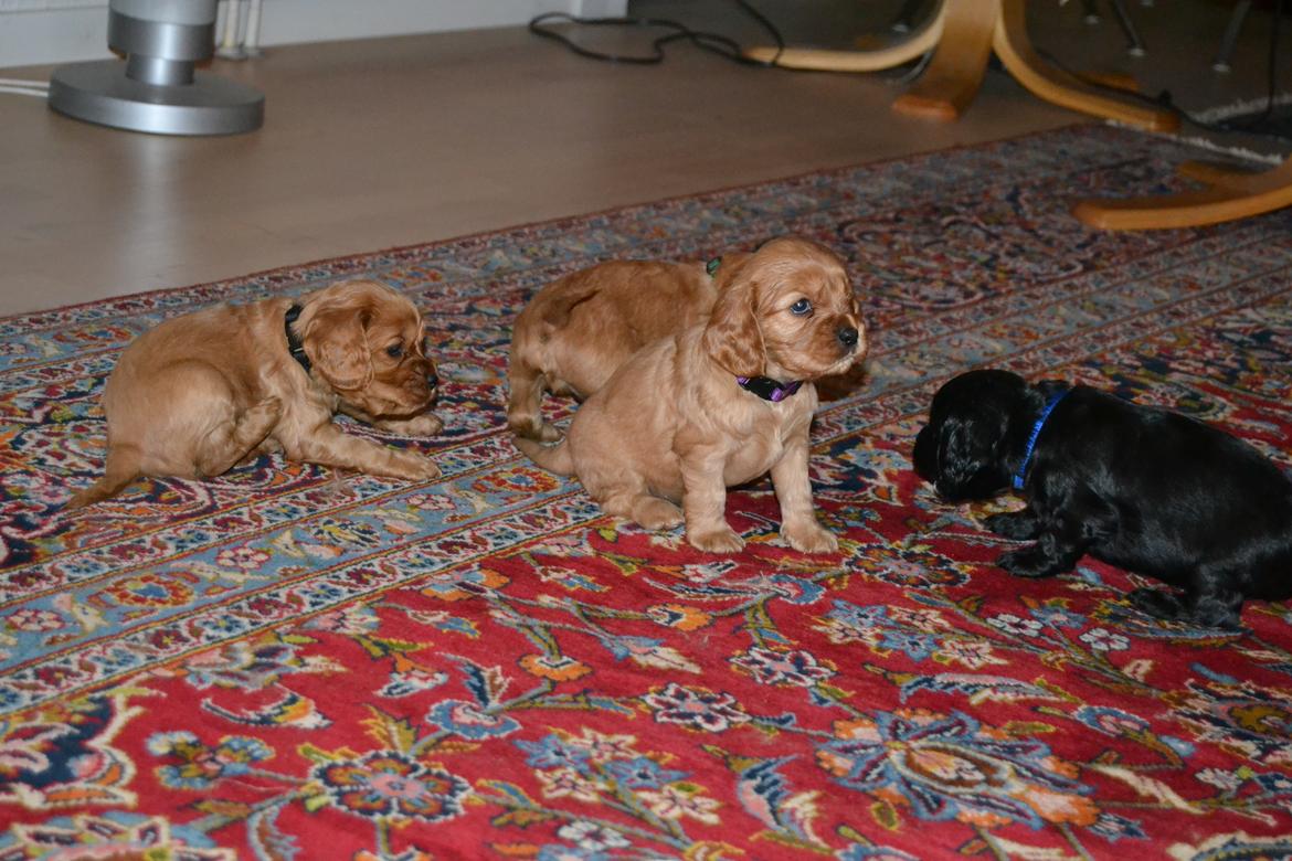 Blanding af racer Nuggi billede 4