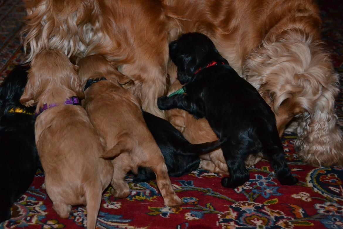 Blanding af racer Nuggi billede 5