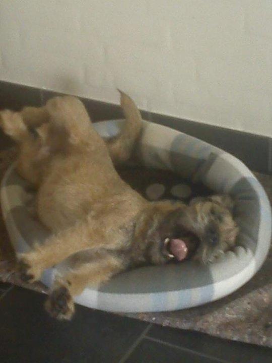 Border terrier Gizmo billede 9